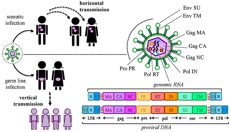 Ancient viral remnants in the human genome ar