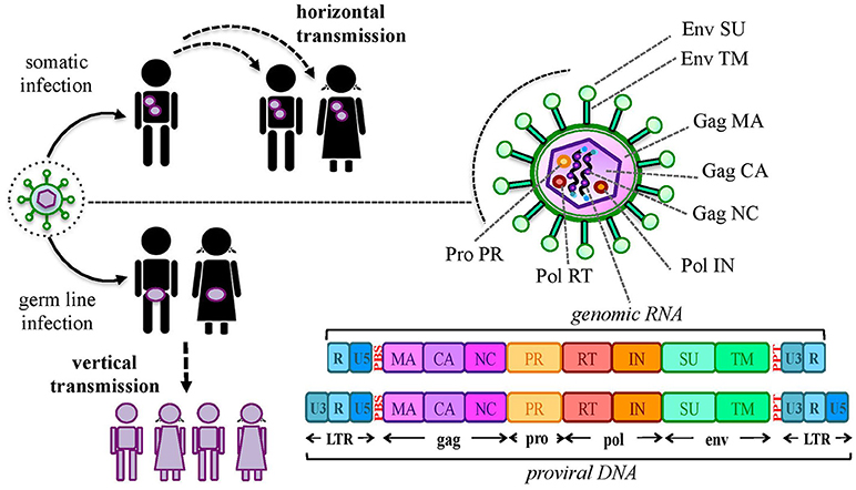 Frontiers | Human Endogenous Retroviruses Are Ancient Acquired Elements Still Shaping Innate Immune Responses Frontiers | Human Endogenous Retroviruses Are Ancient Acquired Elements Still Shaping Innate Immune Responses
