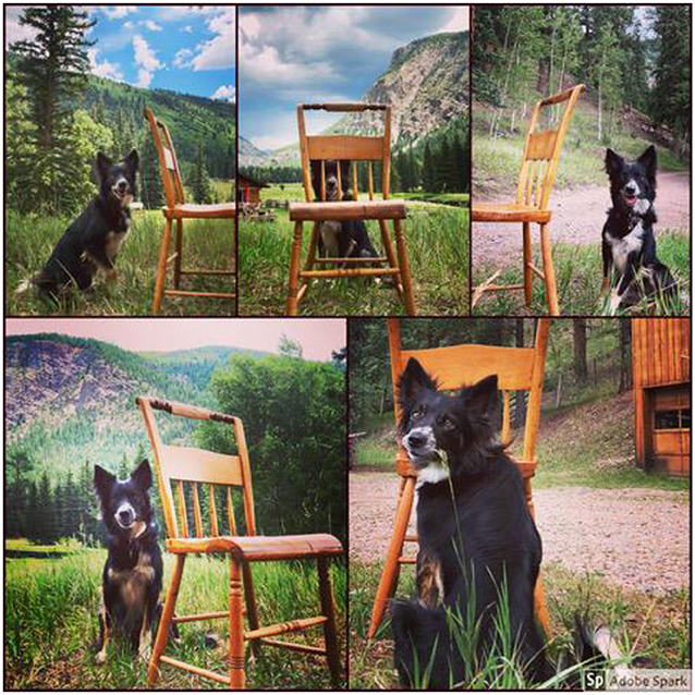 Figure 2 - Five different vantage points, showing more or less of Leika the dog, depending on where the viewer is standing.