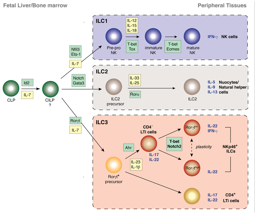 Diversity, function, and transcriptional regulation of gut innate lymphocytes