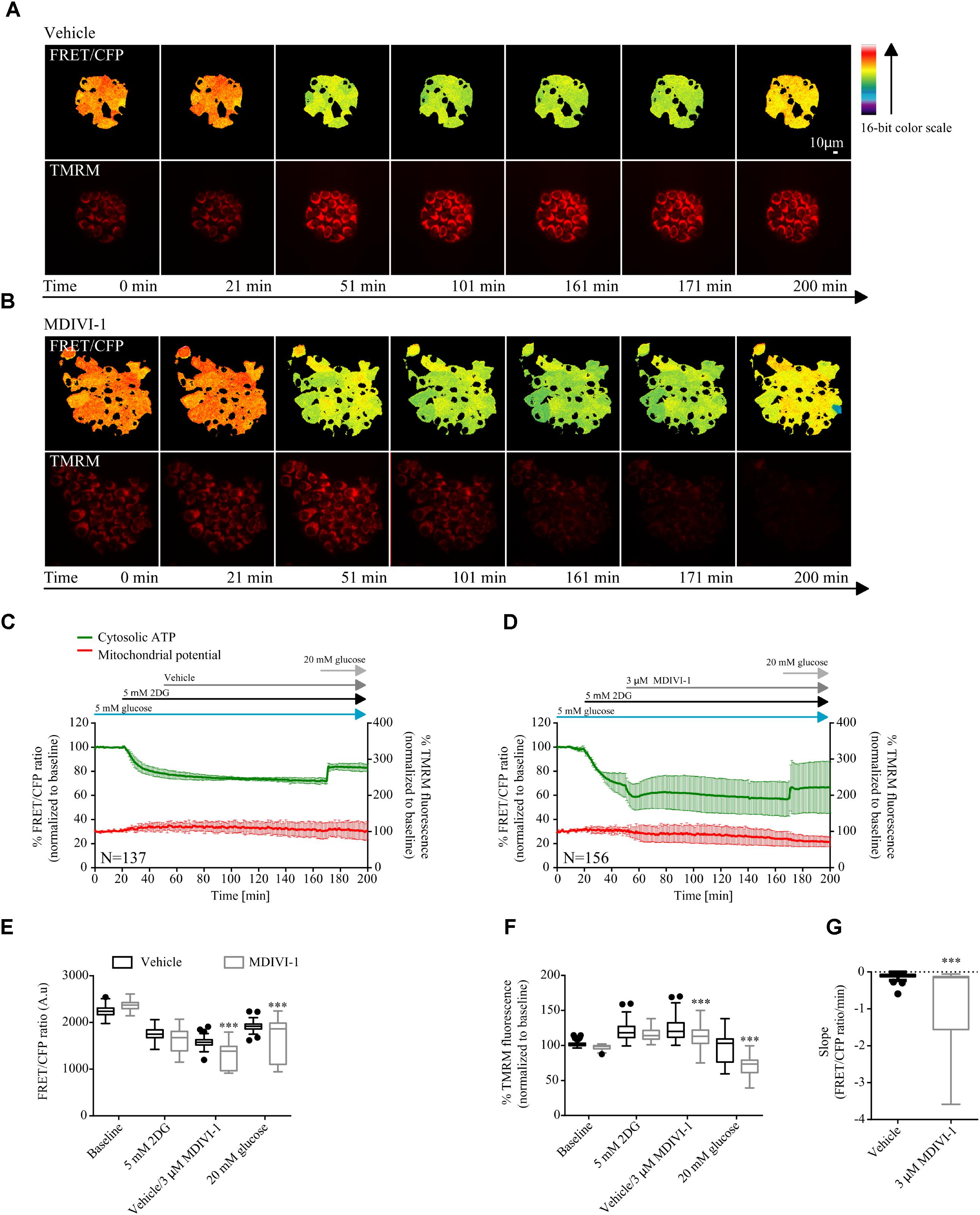 Frontiers | Metabolic Targeting of Breast Cancer Cells With the 2 