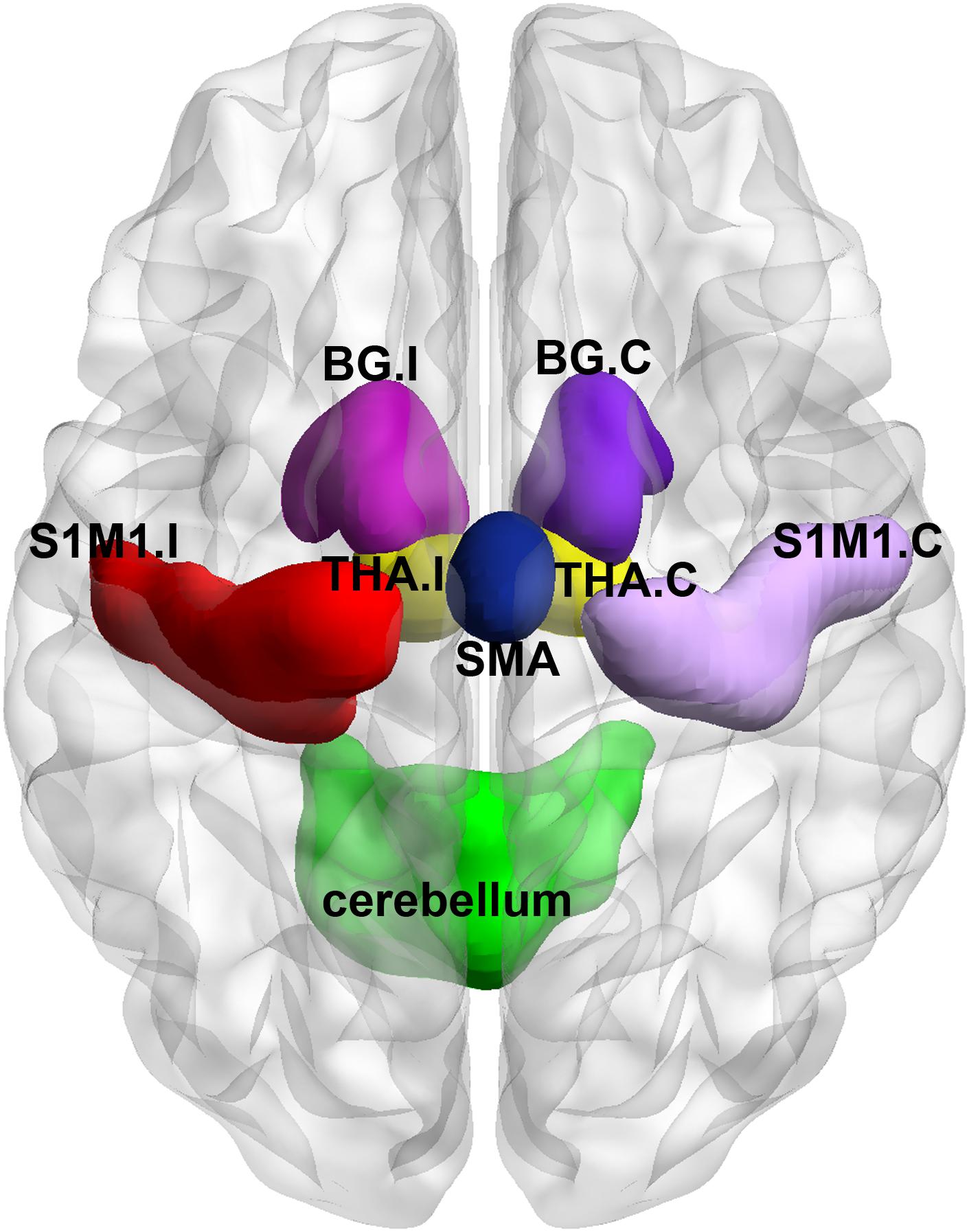 napadow et al. human brain mapping 2007 napadow et al. human brain mapping 2007