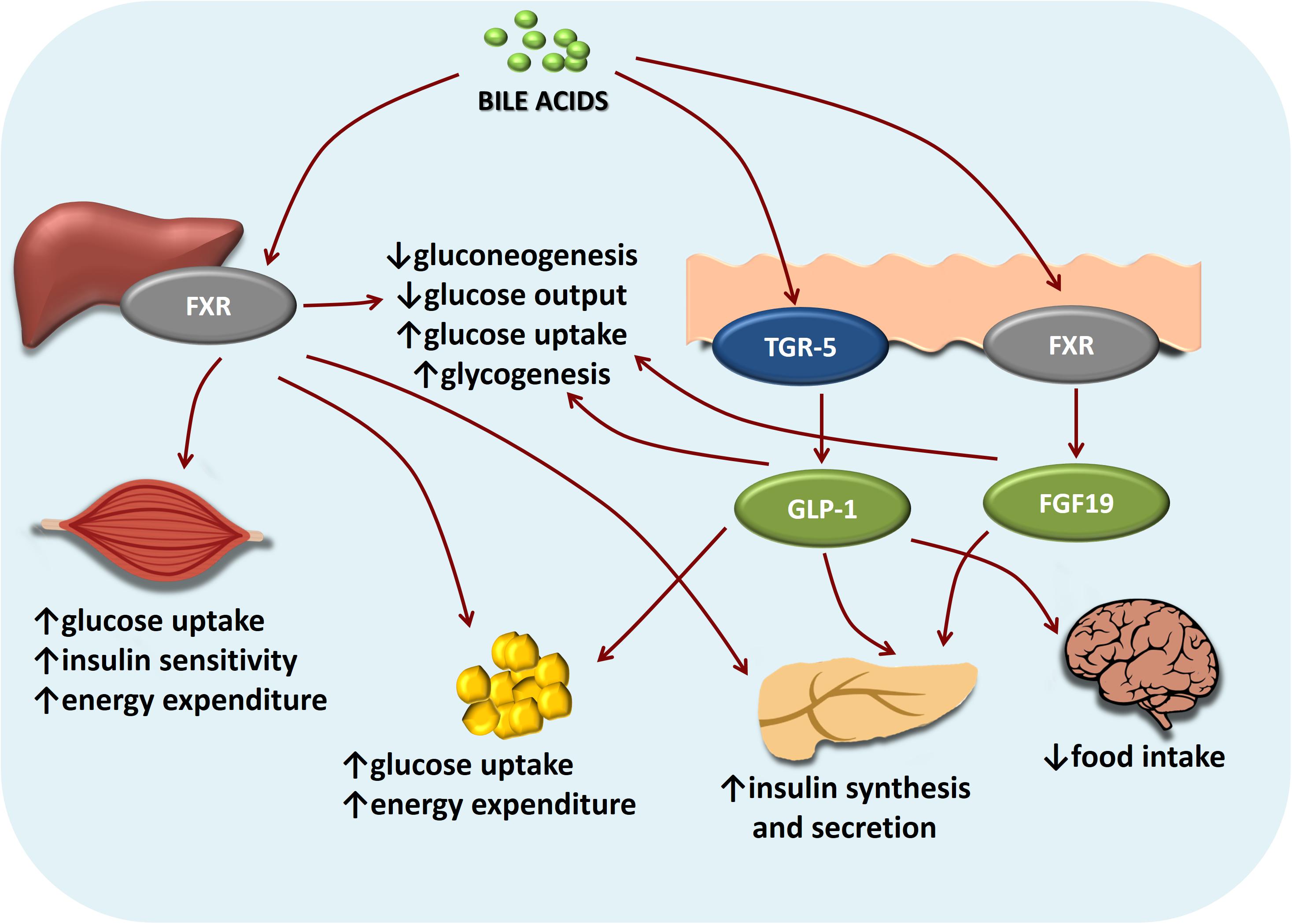 Bile Acids in Regulation of Glucose Metabolism 