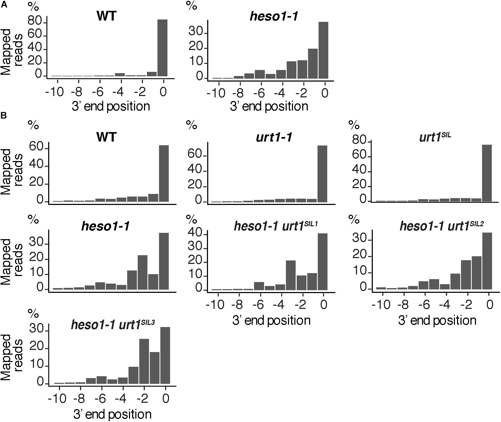 Frontiers Respective Contributions of URT1 and HESO1 to the