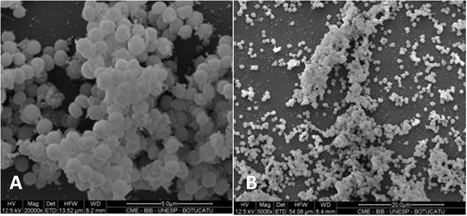 Staphylococcus aureus 3