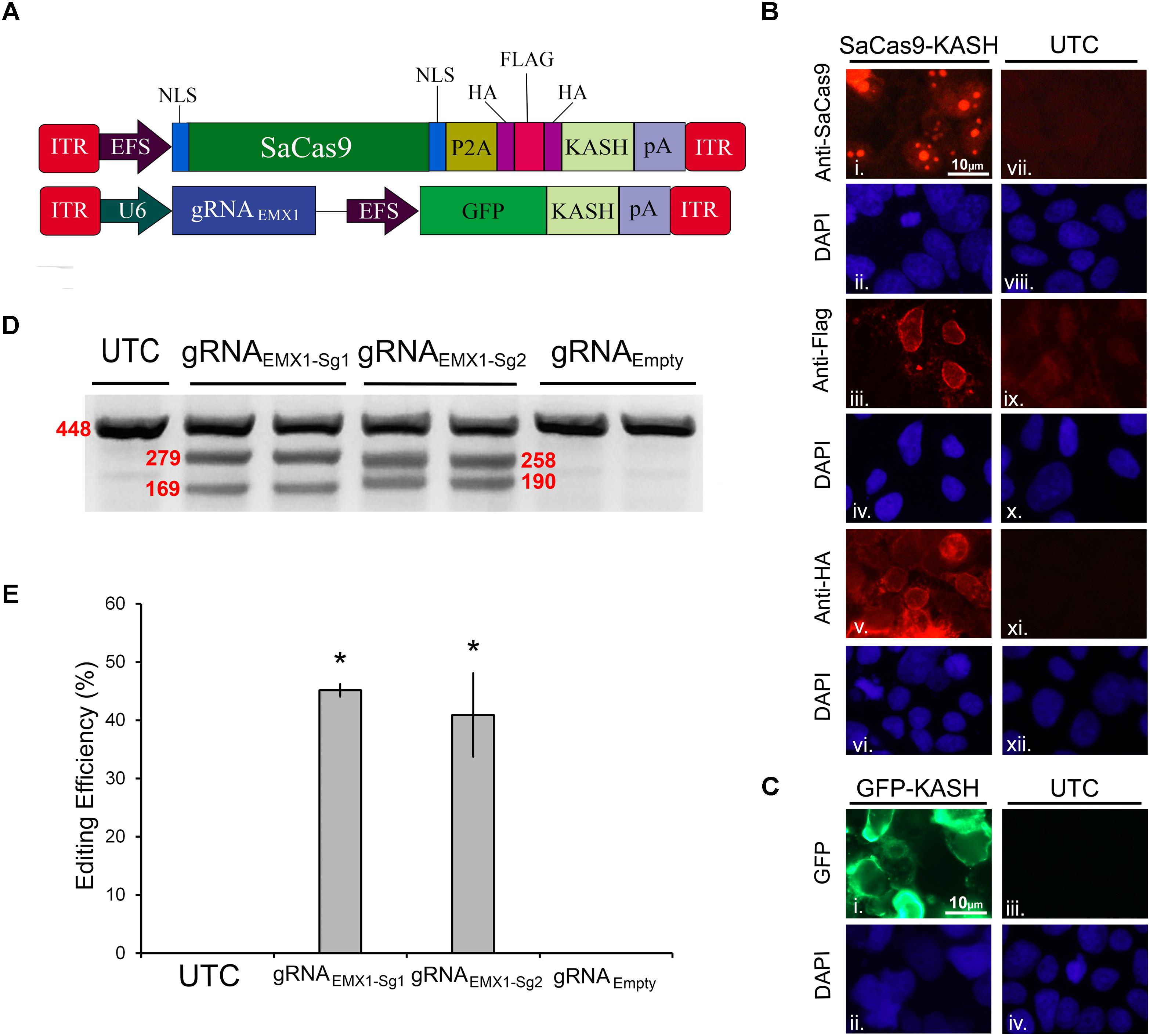 Frontiers  The Development of an AAV-Based CRISPR SaCas9 Genome Editing  System That Can Be Delivered to Neurons in vivo and Regulated via  Doxycycline and Cre-Recombinase
