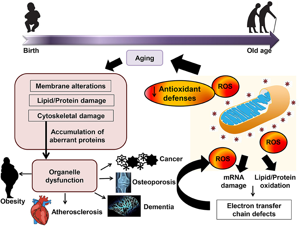 anti age expert oxidative stress