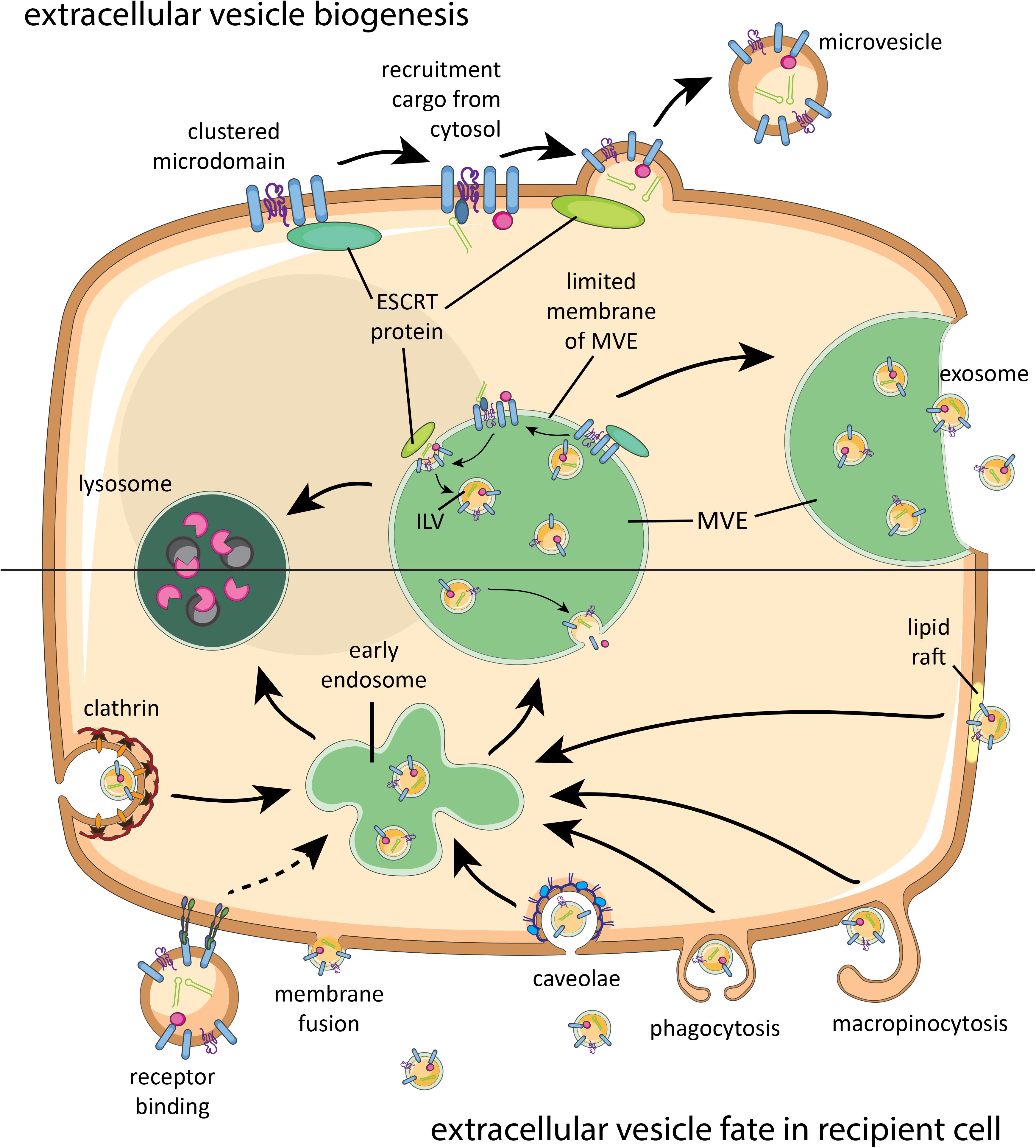 Frontiers Pathogen Derived Extracellular Vesicle Associated Molecules That Affect The Host