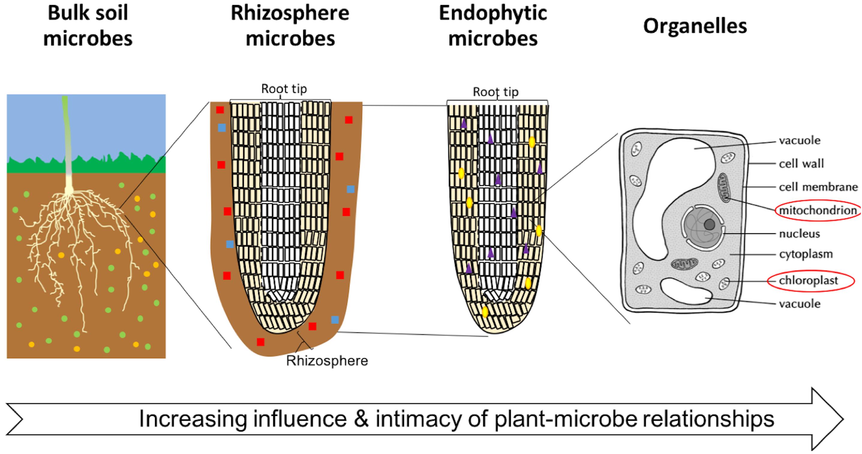 Rhizosphere engineering for soil carbon sequestration: Trends in Plant  Science