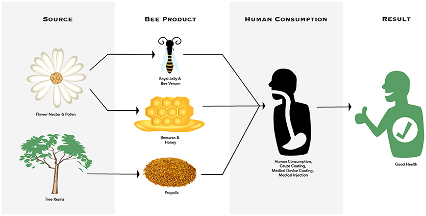 Humans are a keystone species