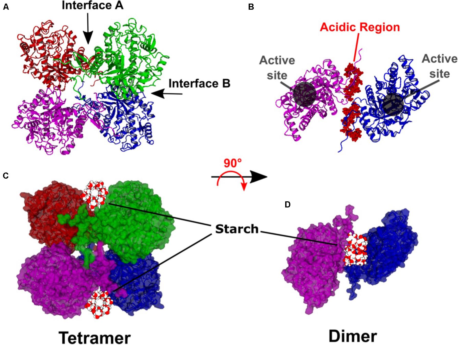 structure and function of amylase