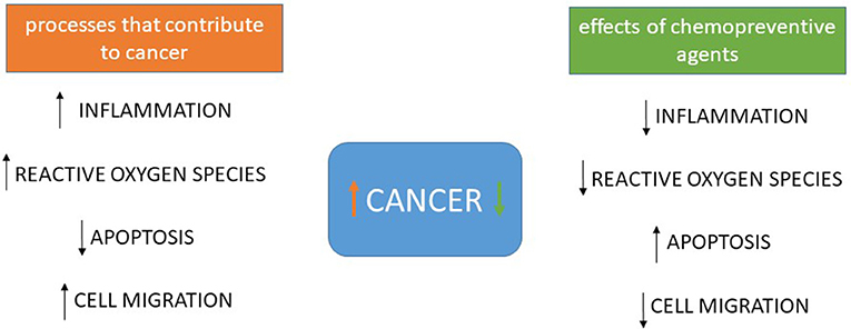 Frontiers Cancer Chemoprevention Classic And Epigenetic Mechanisms Inhibiting Tumorigenesis What Have We Learned So Far Oncology