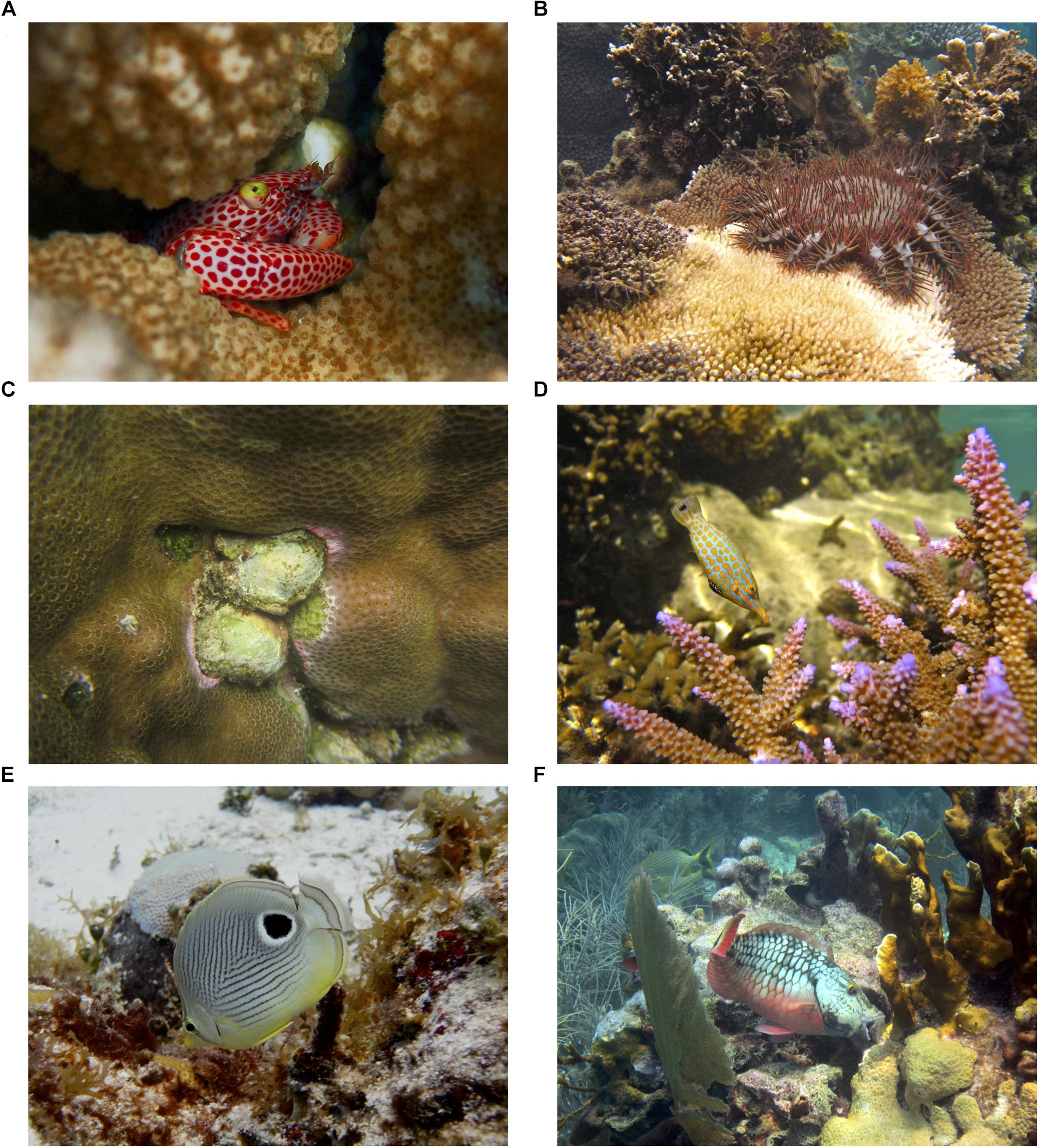 Frontiers | Corallivory in the Anthropocene: Interactive Effects of  Anthropogenic Stressors and Corallivory on Coral Reefs