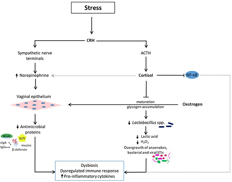 Can Stress Cause Yeast Infections