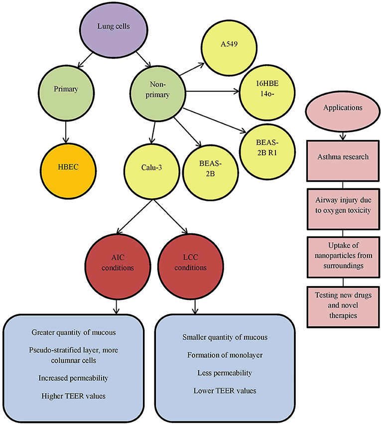 A diagram depicting in vivo and in vitro testing.