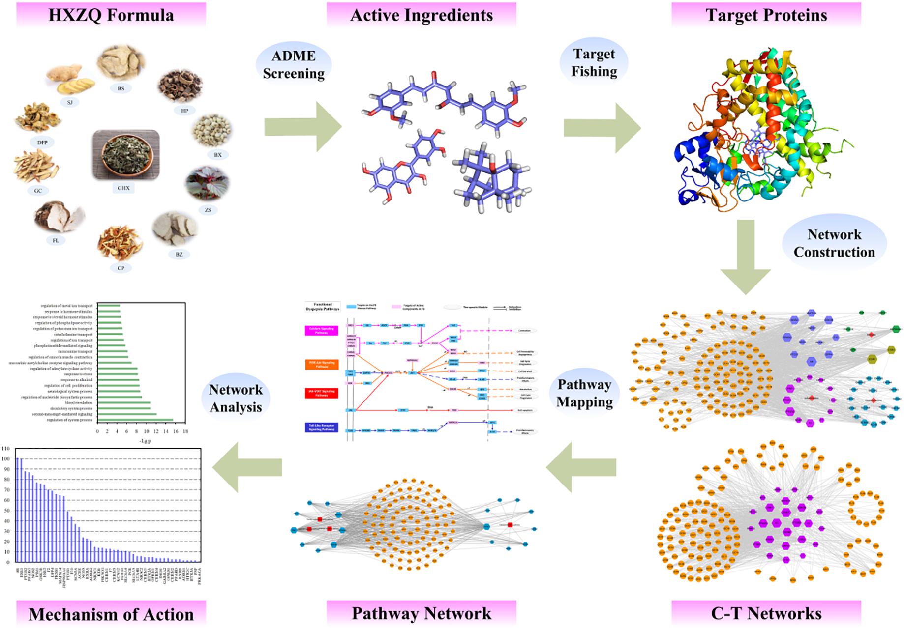 Frontiers Systems Pharmacology Dissection Of Multi Scale Mechanisms Of Action Of Huo Xiang Zheng Qi Formula For The Treatment Of Gastrointestinal Diseases Pharmacology
