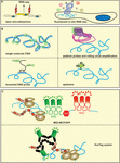 mrna sequence mrna sequence