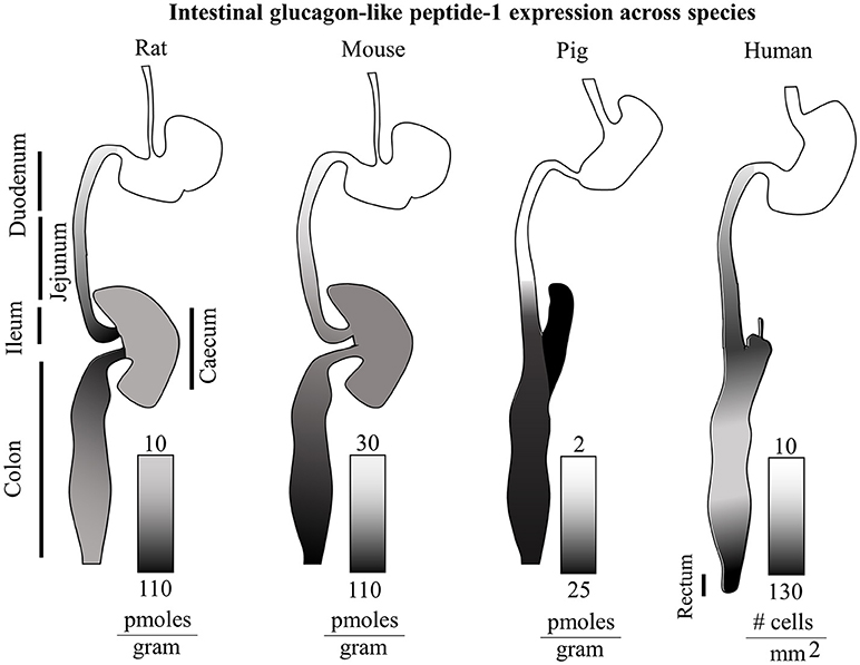 penis gros și bile mari)