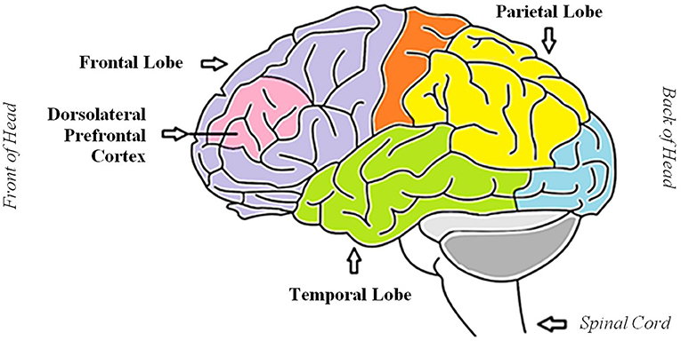 I særdeleshed Kanin frokost Wake Up, Brain!: Using Electricity to Think and Feel Differently ·  Frontiers for Young Minds