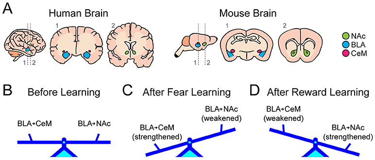 איור 2 - (A) למידה שמבוססת על פחד ולמידה שמבוססת על תגמול משפיעות אחרת על תאי עצב ב-BLA שמחוברים ל-CeM לעומת ה-NAc.