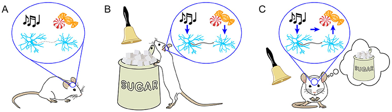 Figure 1 - Learning strengthens the connections between certain neurons.