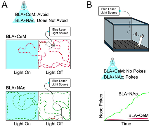 Figure 3 - Mice like or dislike activity in BLA neurons, depending on where they connect.
