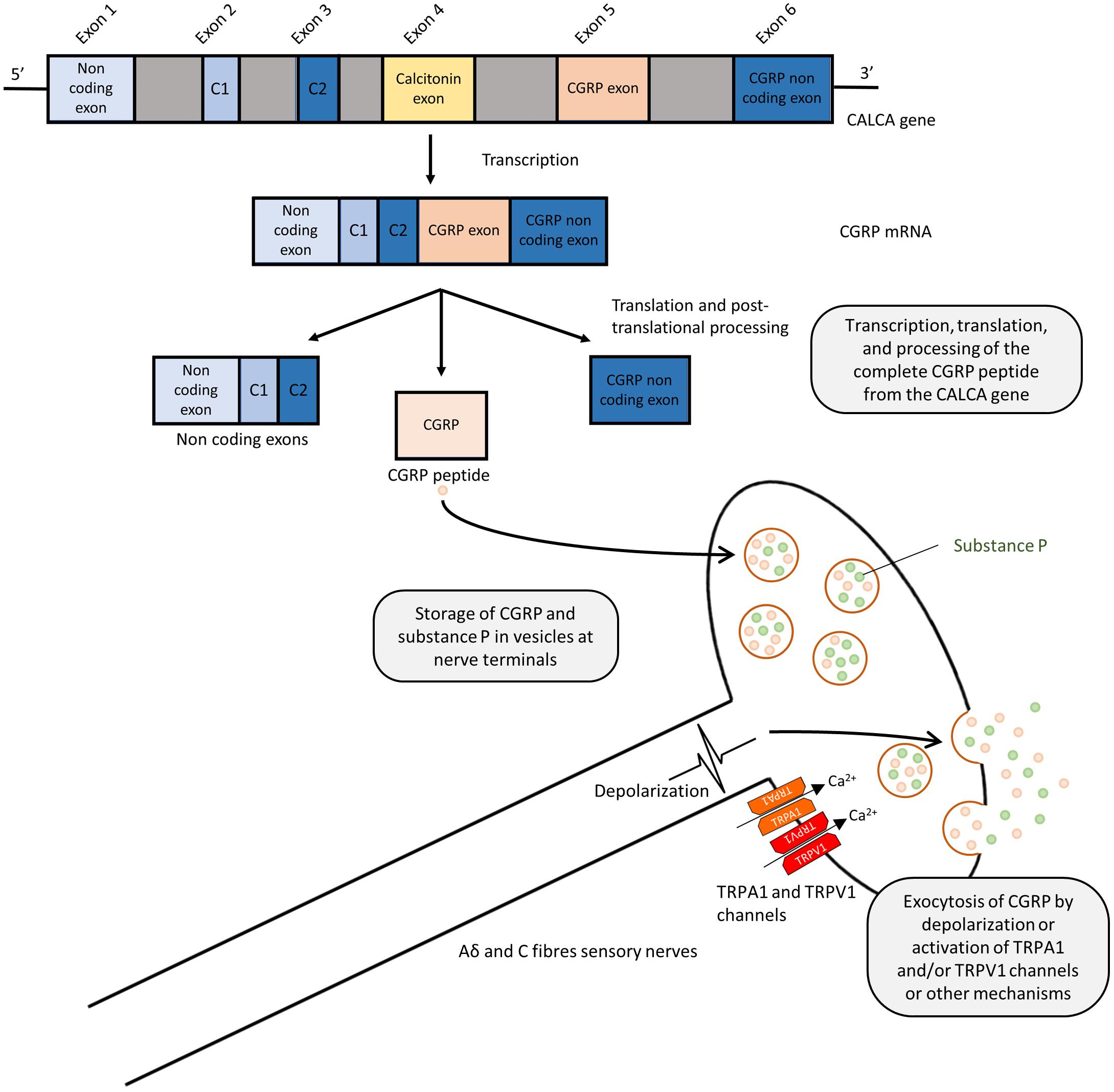 What Are CGRP Inhibitors – Migraine Medication