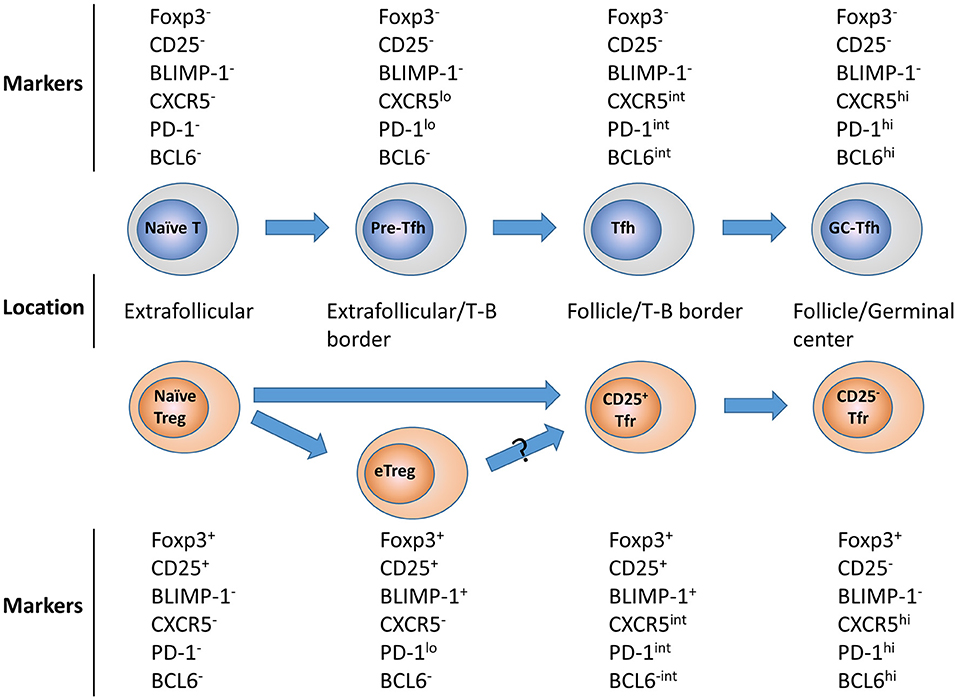 Frontiers Control Of Germinal Center Responses By T Follicular