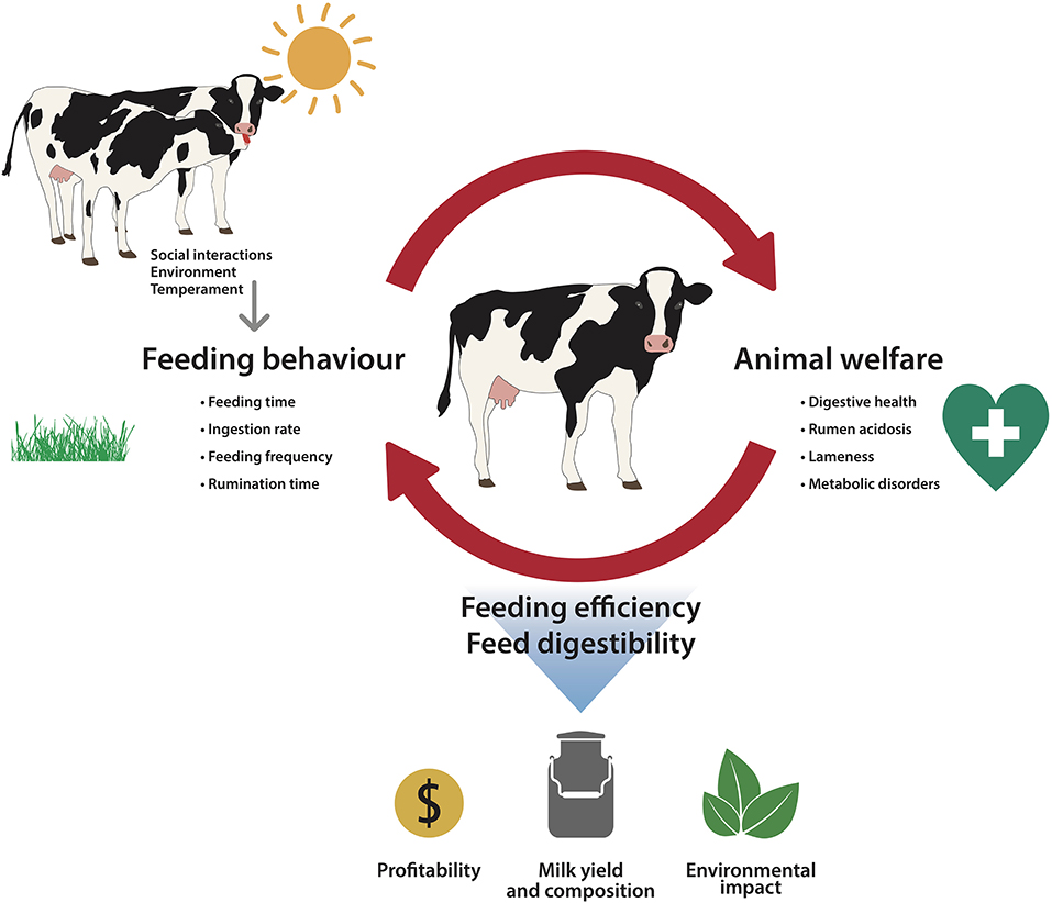 Frontiers | Chicken or the Egg: The Reciprocal Association Between Feeding  Behavior and Animal Welfare and Their Impact on Productivity in Dairy Cows