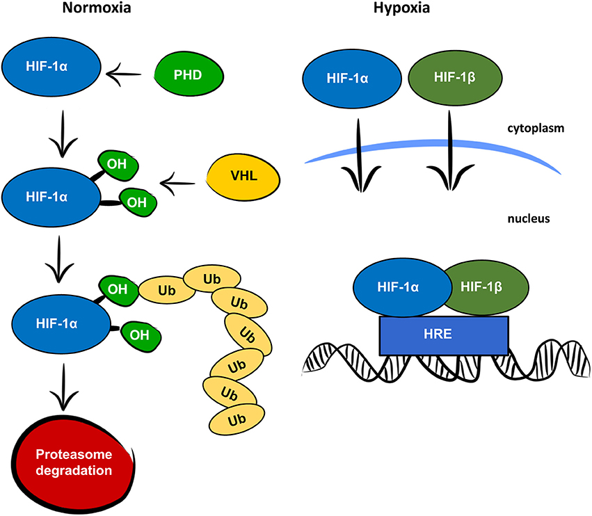 PDF) Hypoxia / Pseudohypoxia-mediated Activation of HIF1A in Cancer