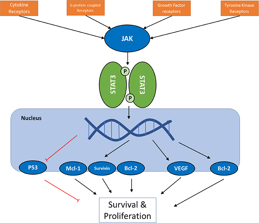 Frontiers Do We Know Jack About Jak A Closer Look At Jak Stat Signaling Pathway Oncology
