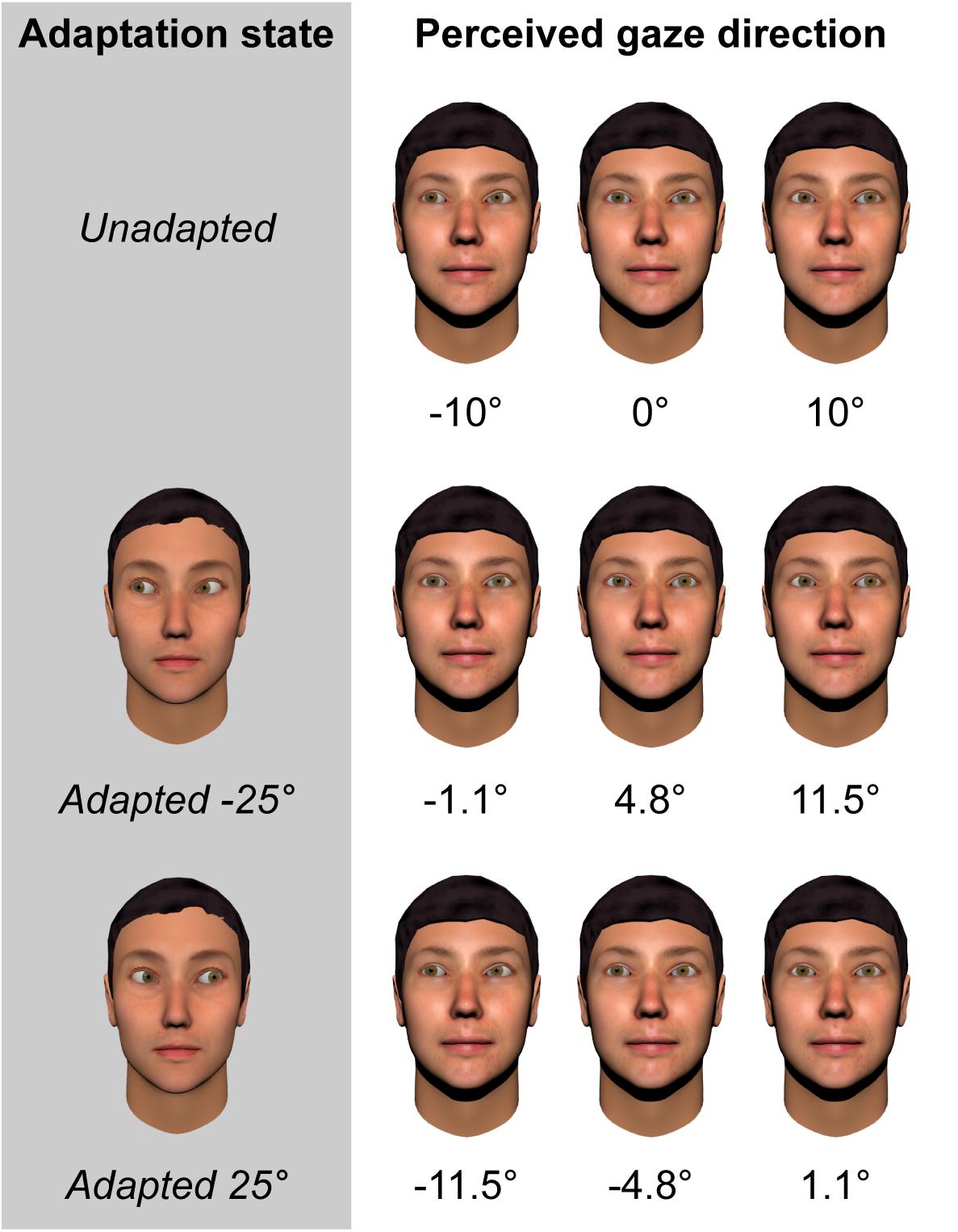 Frontiers  Adaptation to the Direction of Others' Gaze: A Review