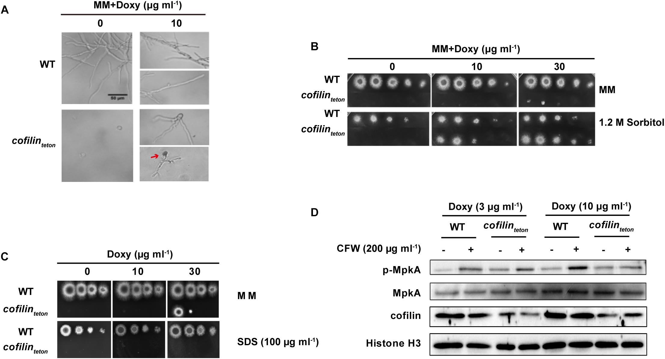 Www Frontiersin Org Articles 10 33 Fmicb 18 Www Frontiersin Org Files Articles Fmicb 09 Html Image M Fmicb 09 G003 Jpg Figure 3 Effect Of Cofilin Downregulation On Polarized Growth And Cell Wall Integrity Of A