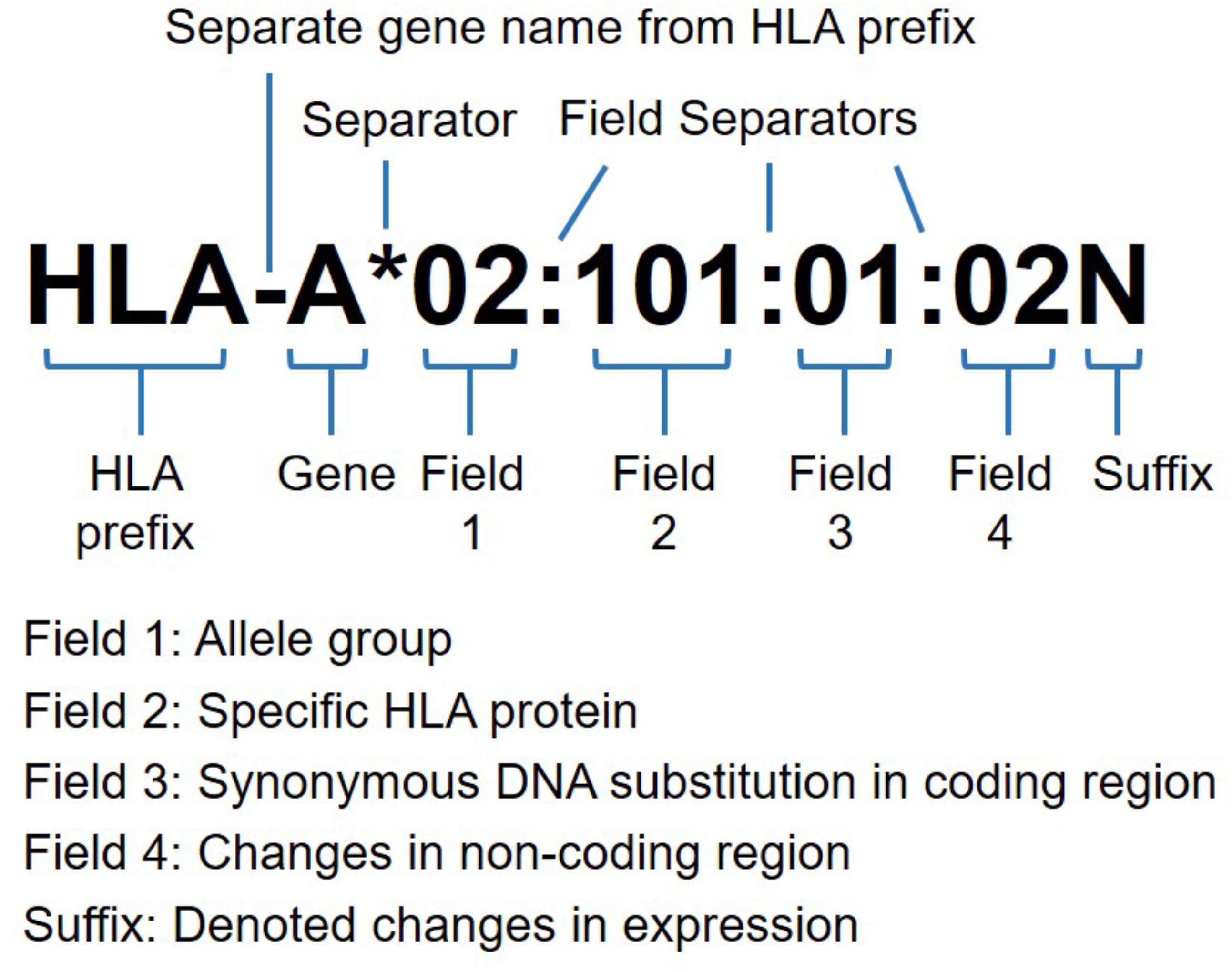 Hla Disease Association Chart