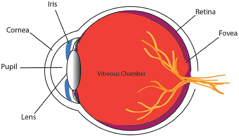 Figure 2 - The parts of the eye are shown here, viewed from the side.