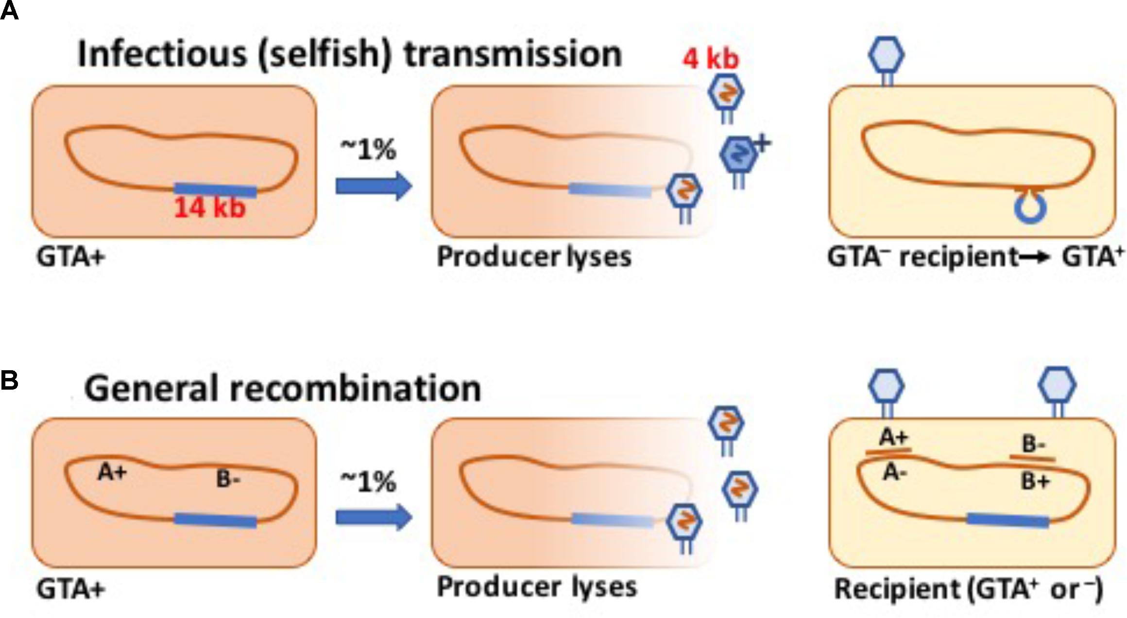 gene transfer in prokaryotes
