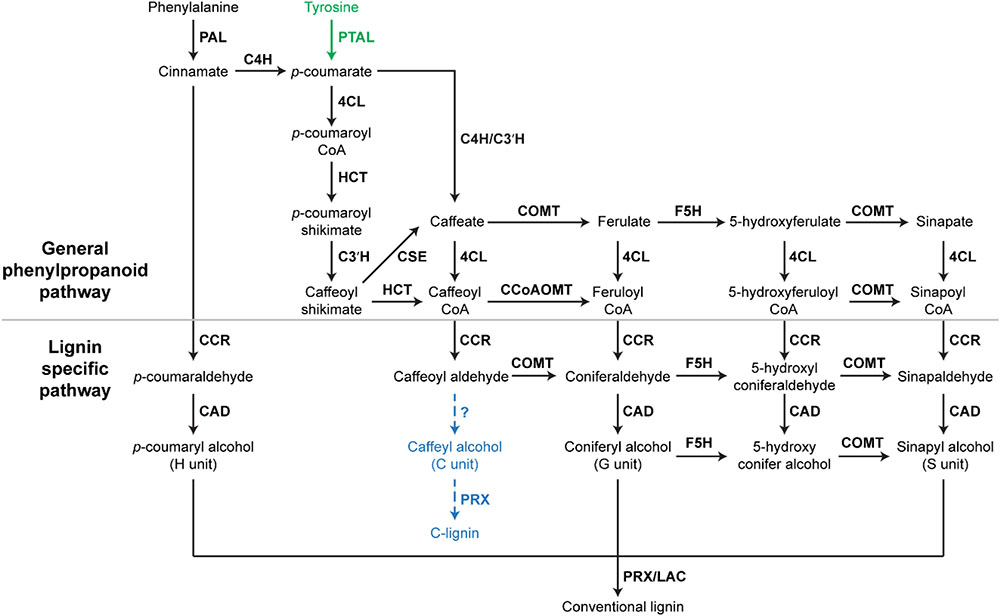 Frontiers Regulation Of Lignin Biosynthesis And Its Role In Growth Defense Tradeoffs Plant Science