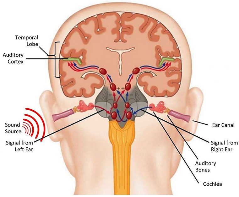 איור 3 - דוגמה לגל קול שמתקדם בתוך תעלת האוזן והופך לאותות עצביים שמגיעים לקליפת המוח השמיעתית.