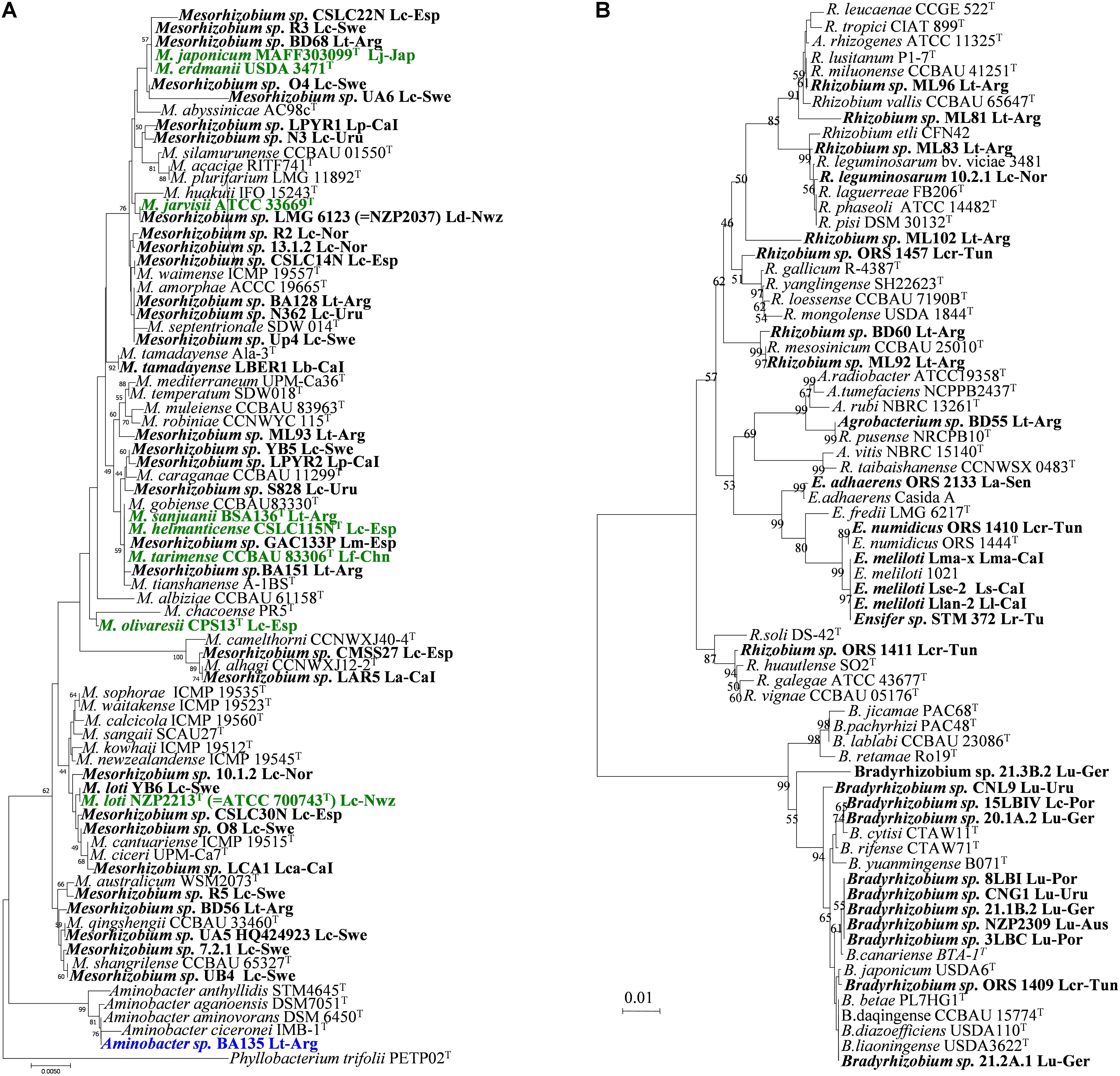 Frontiers The Rhizobia Lotus Symbioses Deeply Specific And