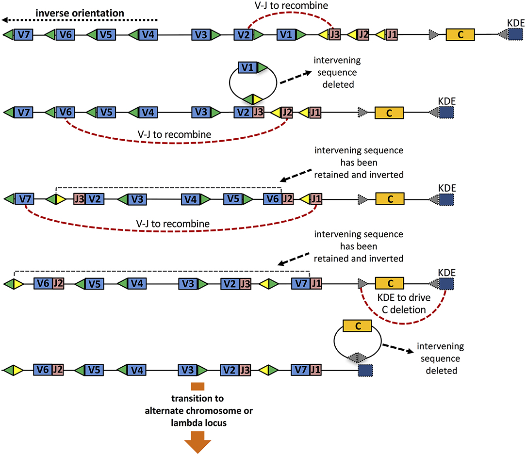 Diplomat Lav vej performer Frontiers | Immunoglobulin Light Chain Gene Rearrangements, Receptor  Editing and the Development of a Self-Tolerant Antibody Repertoire