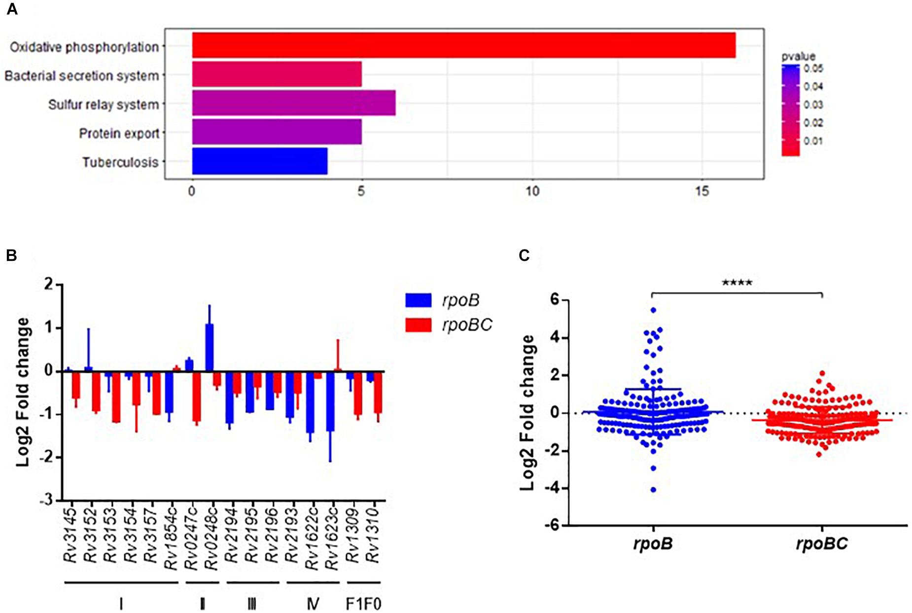 Frontiers Transcriptional Approach For Decoding The Mechanism Of Rpoc