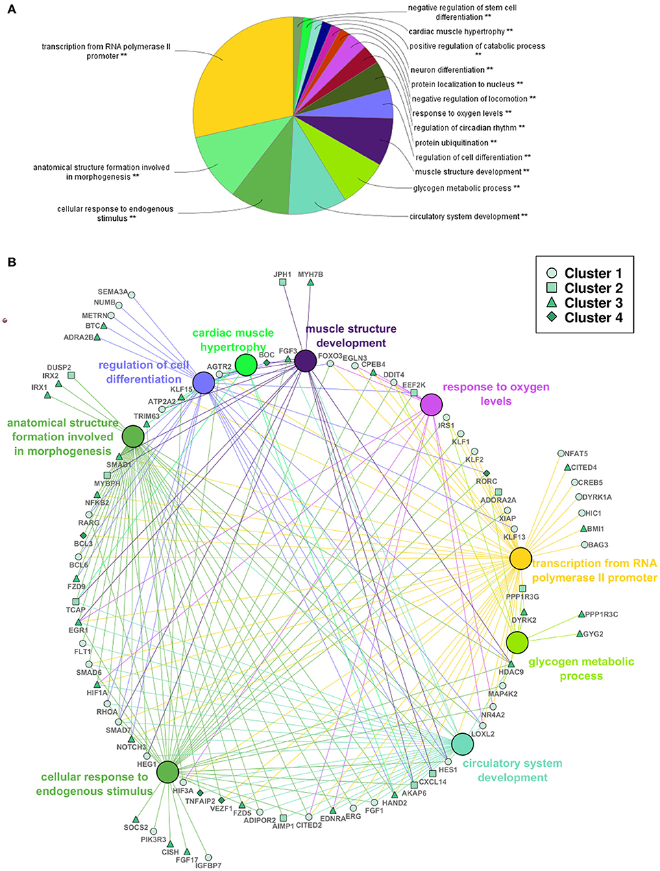 Zebrafish Development Chart