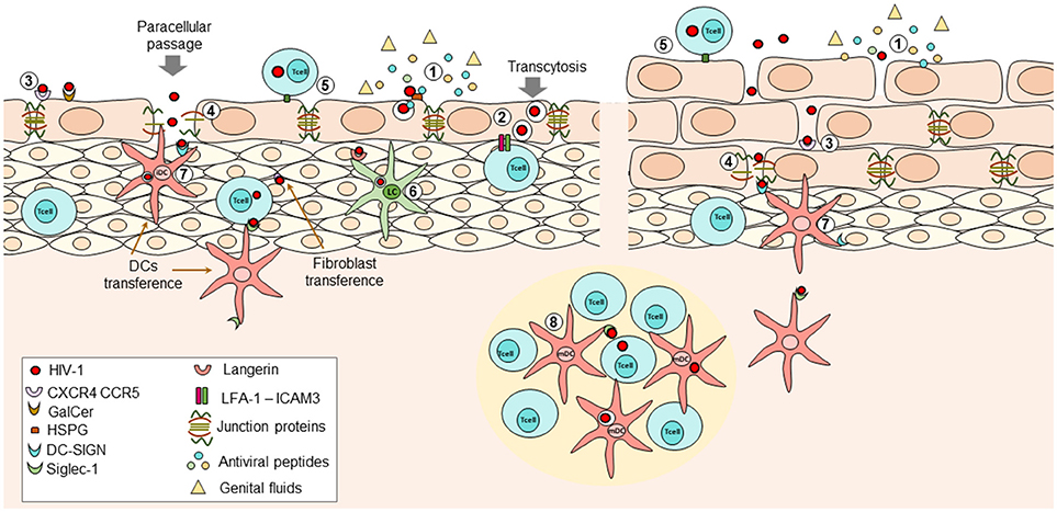 Frontiers Mucosa Key Interactions Determining Sexual