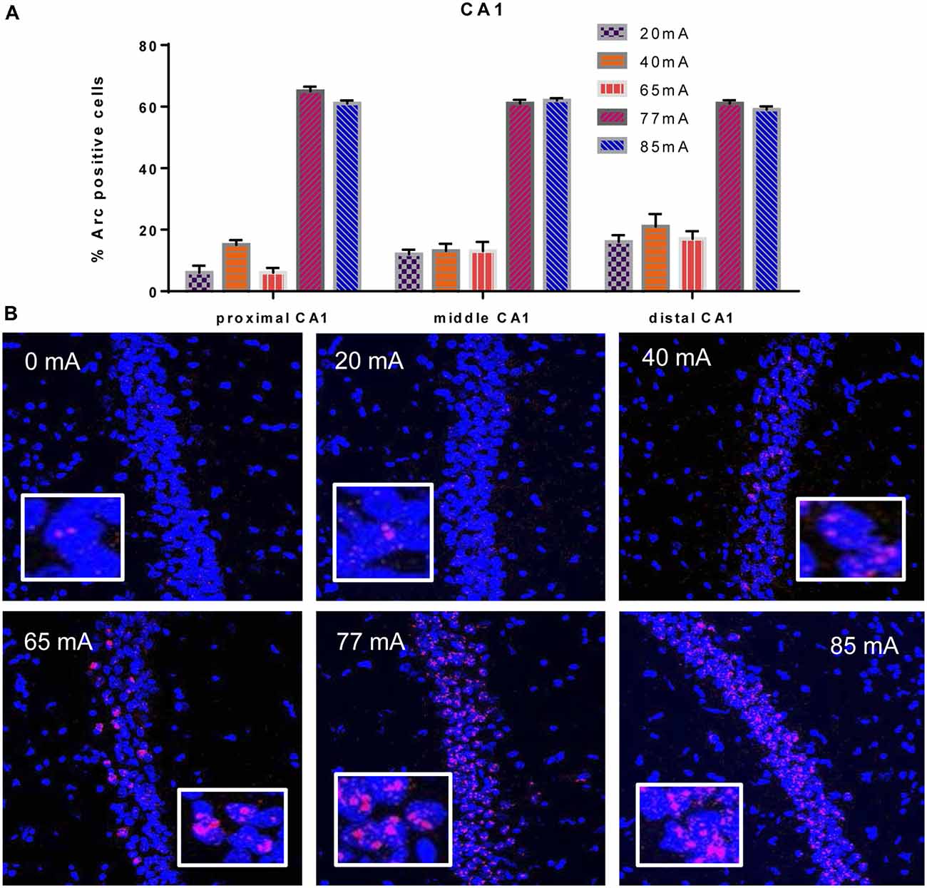 Frontiers | Seizure-Induced Arc mRNA Expression Thresholds in Rat ...