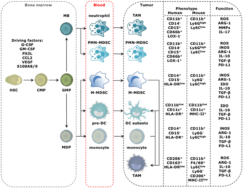 memorial sloan kettering mesothelioma clinical trials