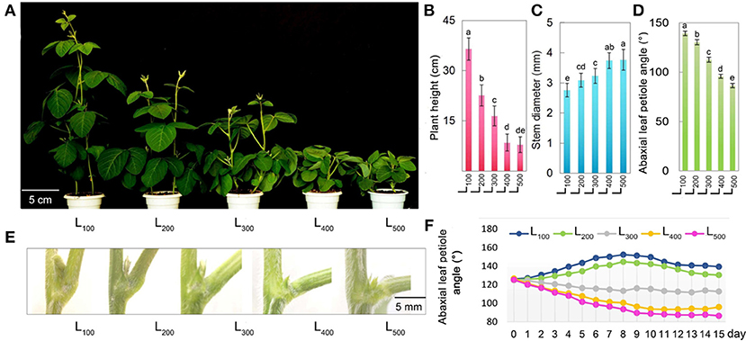 relationship between light intensity and rate of photosynthesis