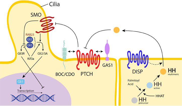 http://xn--terrassenberdachungen-online-96c.de/pdf.php?q=download-the-third-histamine-receptor-selective-ligands-as-potential-therapeutic-agents-in-cns-disorders-2008.html