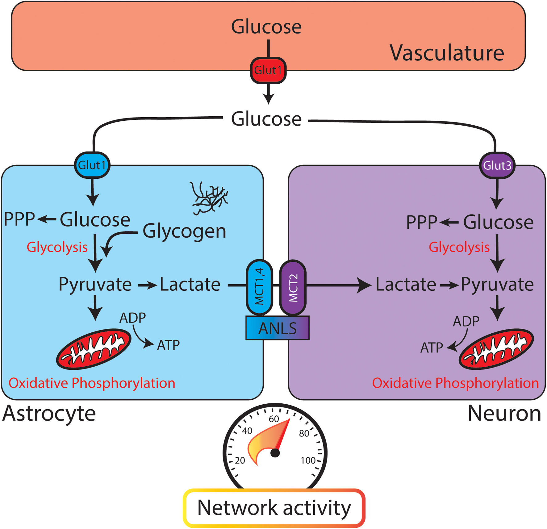 Frontiers | Dysregulated Glucose Metabolism as a Therapeutic Target to  Reduce Post-traumatic Epilepsy