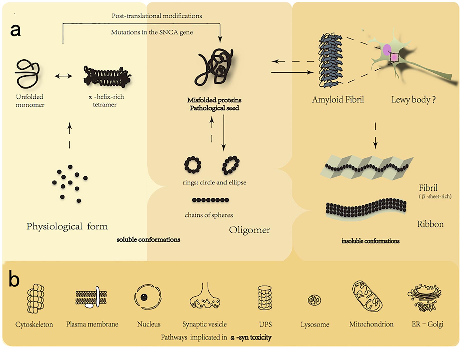 Frontiers New Perspectives on Roles of Alpha-Synuclein Parkinson's Disease Aging Neuroscience