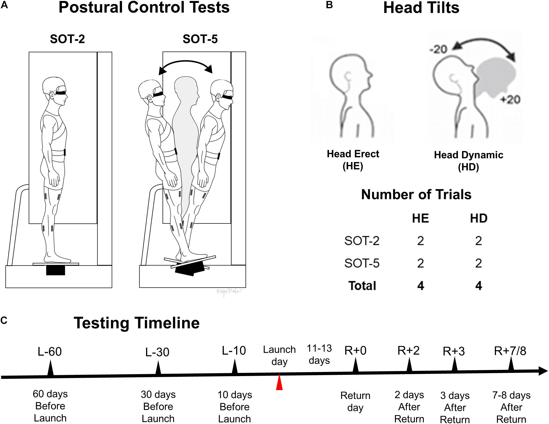 NASA Astronauts Test Vestibular Systems on Tilt Tables - NASA